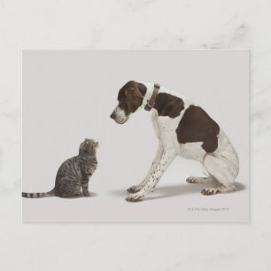 Pointer kijkt naar kat briefkaart