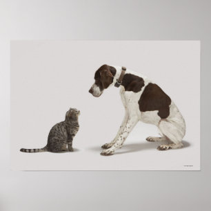 Pointer kijkt naar kat poster