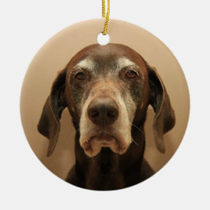 Pointeur allemand court ornement de Noël