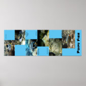 Poipu Fish Poster (Voorkant)