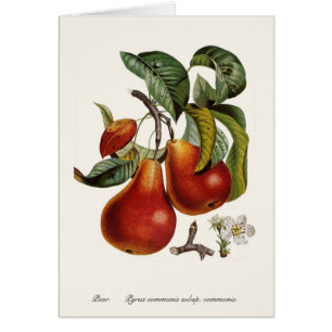 Poire
