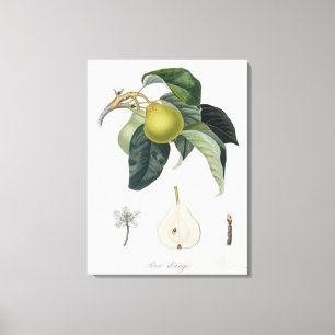 Poire d'ange, gegraveerd door Bocourt, gepubliceer Canvas Afdruk