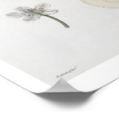 Poire d'ange, gegraveerd door Bocourt, gepubliceer Poster (Hoek)