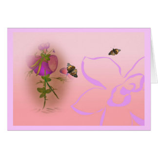 Pois doux d'elve de Lathyrus