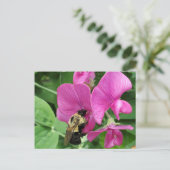 Pois doux et carte postale d'abeille (Debout devant)