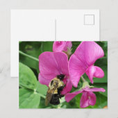Pois doux et carte postale d'abeille (Devant / Derrière)