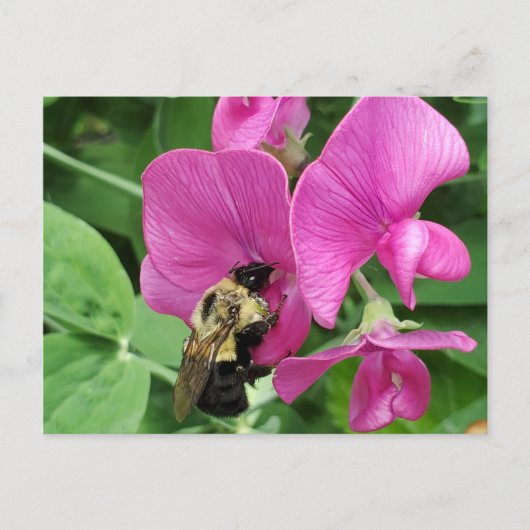 Pois doux et carte postale d'abeille (Devant)
