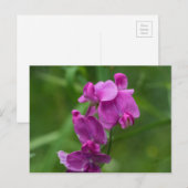Pois doux jolie Fleur sauvage rose carte postale (Devant / Derrière)