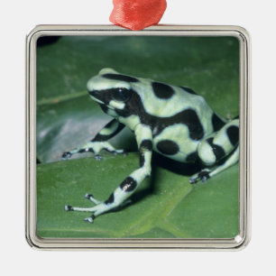 Poison Dart Frog (Dendrobates auratus) Cahuita Metalen Ornament