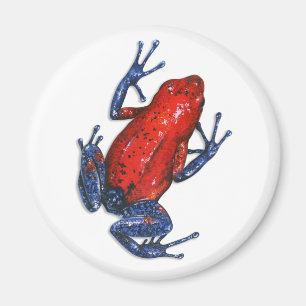 Poison Dart Frog Magnet Magneet