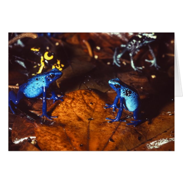 Poison Dart Frogs (Voorkant Horizontaal)