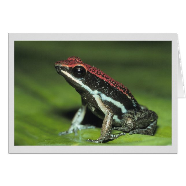 Poison grenouille (Devant horizontal)