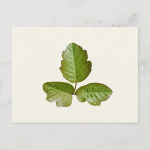 Poison Ivy Leaves - Botanische Poison Ivy plant Briefkaart