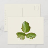Poison Ivy Leaves - Botanische Poison Ivy plant Briefkaart (Voorkant / Achterkant)