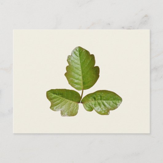 Poison Ivy Leaves - Botanische Poison Ivy plant Briefkaart (Voorkant)