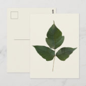 Poison Ivy Leaves - Poison Ivy Green Vine - Echt w Briefkaart (Voorkant / Achterkant)