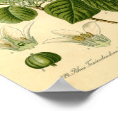 Poison Ivy plant Print (Hoek)