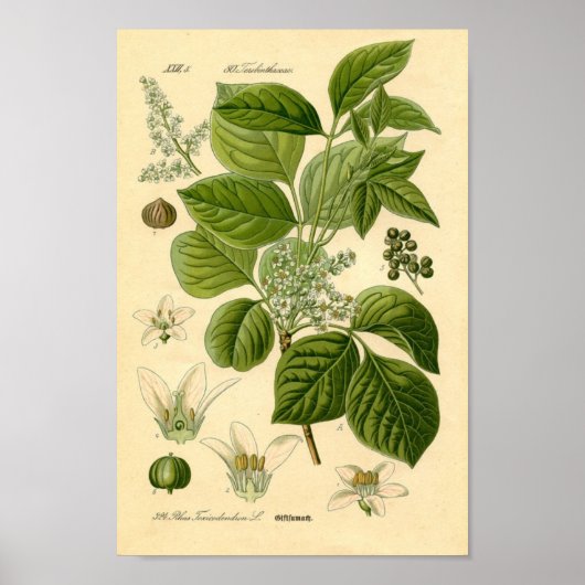 Poison Ivy plant Print (Voorkant)