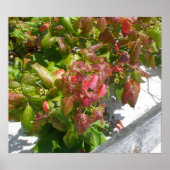 Poison Ivy Poster (Devant)