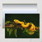 Poison Viper Snake uit Costa Rica (Voorkant / Achterkant)