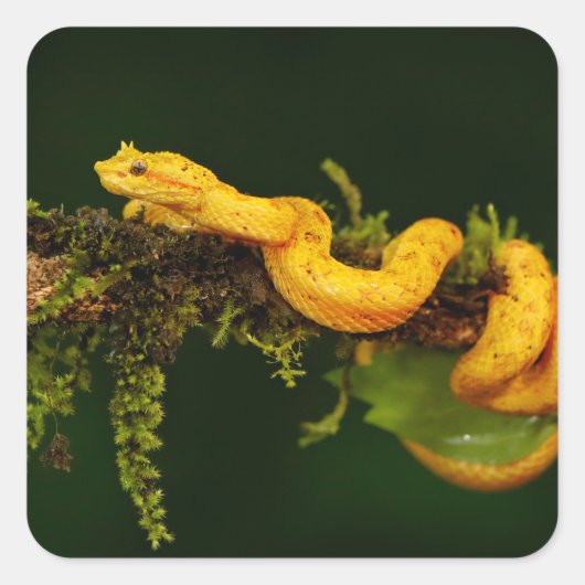 Poison Viper Snake uit Costa Rica Vierkante Sticker (Voorkant)