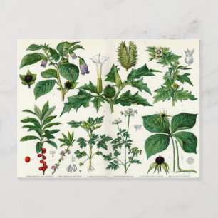 Poisonische Planten Briefkaart