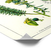 Poisonische Planten Poster (Hoek)