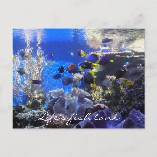 Poisson 2 carte postale (Devant)