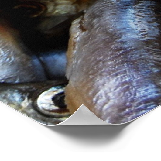 Poisson affiche de gros plan (Coin)