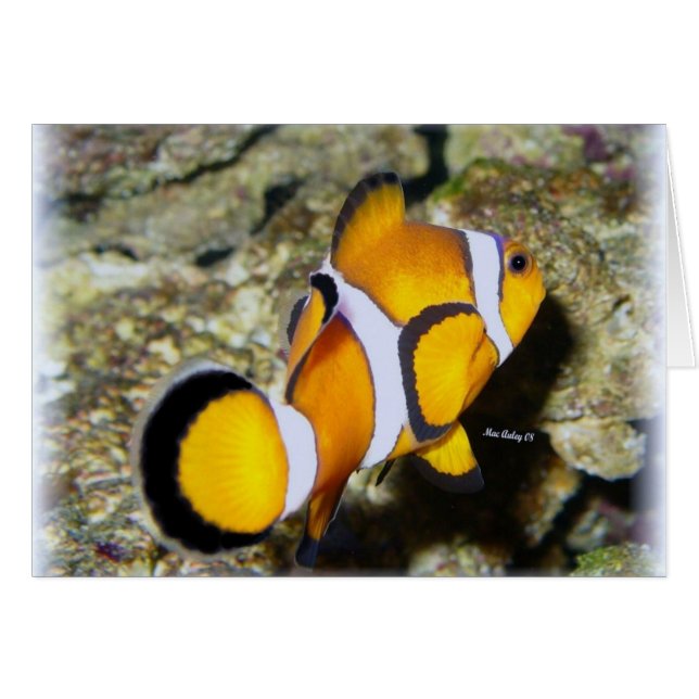 Poisson clown (Devant horizontal)