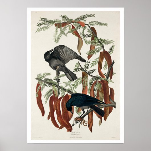 Poisson Croque par Audubon Poster (Devant)
