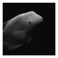 Poisson dans un réservoir - Photographie d'art noi