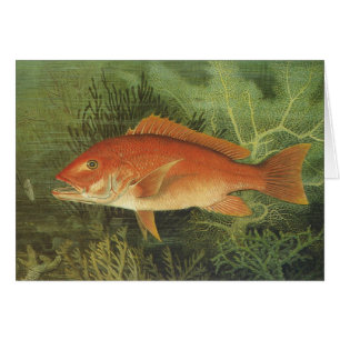 Poisson de Snapper Rouge dans l'océan, Vintage Mar