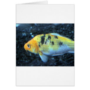 Poisson d'or tacheté