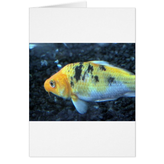 Poisson d'or tacheté (Devant)