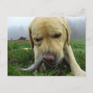 Poisson du Labrador - carte postale
