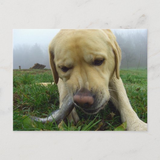 Poisson du Labrador - carte postale (Devant)