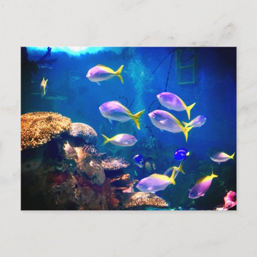 Poisson jaune et pourpre Carte postale (Devant)