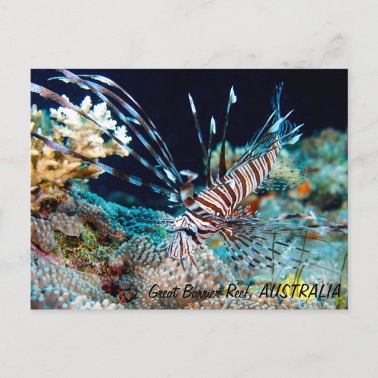 Poisson-lion sur la carte postale de la Grande Bar (Devant)