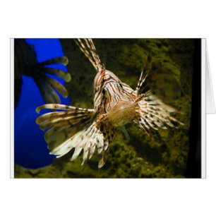 poisson lioné