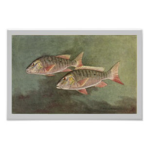 Poisson Mutton Impression poisson Vintage