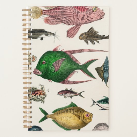 poisson, océan, mignonne, mer, eau, animal, pêche (Devant)