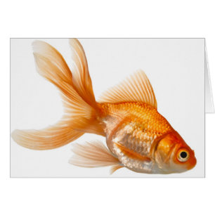 Poisson rouge de fantaisie