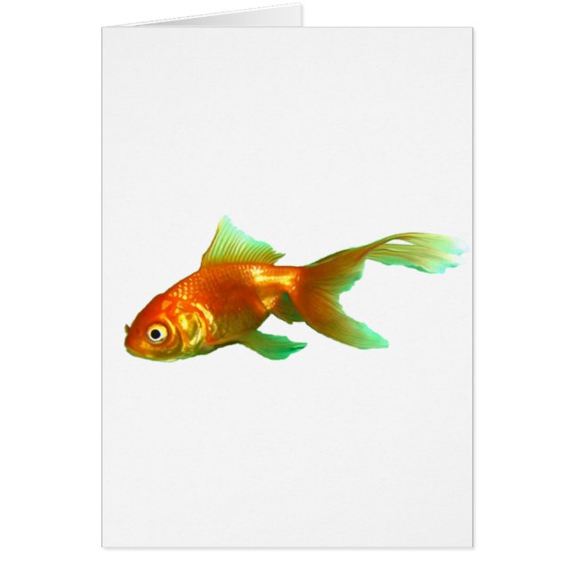 Poisson rouge oranda (Devant)