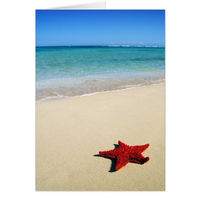 Poisson Rouge Sur Plage De Sable Blanc (Devant)