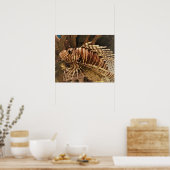 Poisson Scorpion photo poster (Cuisine)