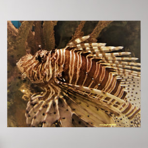 Poisson Scorpion photo poster