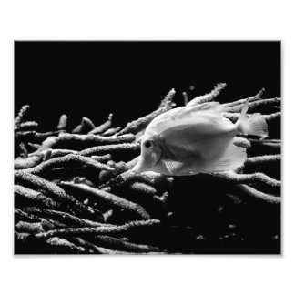 Poisson Tang Jaune avec corail - Photo Imprimer