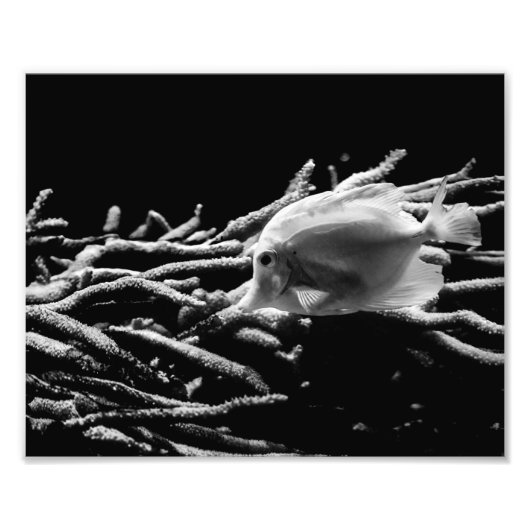 Poisson Tang Jaune avec corail - Photo Imprimer (Devant)