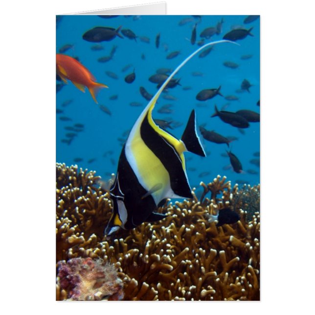 Poisson tropical (Devant)